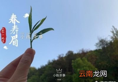 什么样的茶可以考虑存放在冰箱