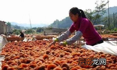 做柿饼如何挑选柿子很关键