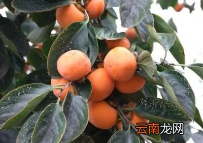 做柿饼如何挑选柿子很关键
