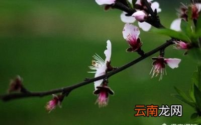 再来说说为什么有人说春节是立春