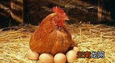 煮茶叶蛋的方法