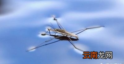 农村常见的“卖香油的”这种虫子有什么用途