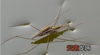 农村常见的“卖香油的”这种虫子有什么用途