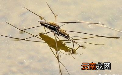 农村常见的“卖香油的”这种虫子有什么用途