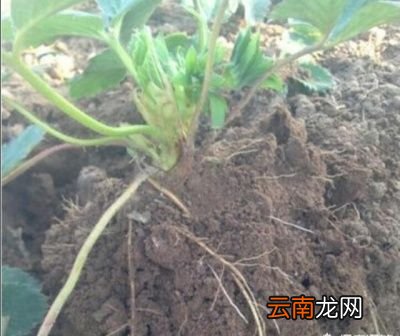 草莓根腐病的发病原因