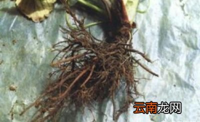 草莓根腐病的发病原因