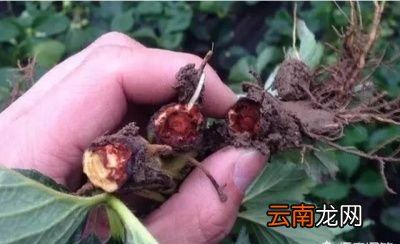 草莓根腐病发病症状其原因