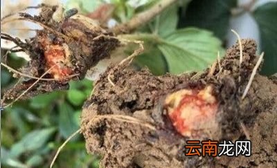 草莓根腐病发病症状其原因