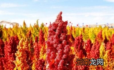 藜麦的做法举例