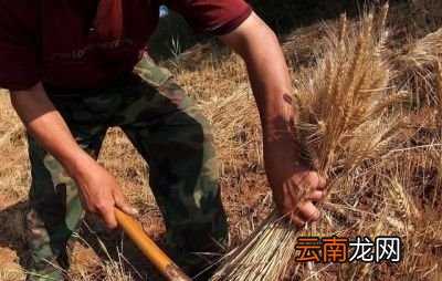 什么是“七月立秋慢悠悠”