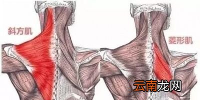 我们先来看看标准的平板支撑应该怎么做