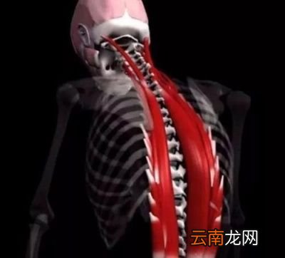 我们先来看看标准的平板支撑应该怎么做