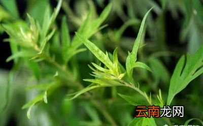 端午节挂艾叶什么时候取下