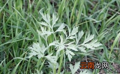 端午节何时悬挂艾草以及为什么要挂艾草