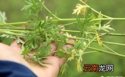 端午节何时悬挂艾草以及为什么要挂艾草
