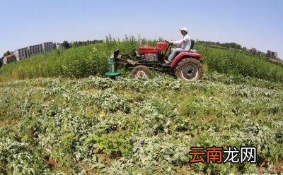 端午节何时悬挂艾草以及为什么要挂艾草