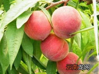 有哪些不错的桃子品种推荐
