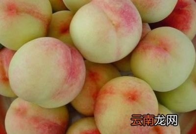 有哪些不错的桃子品种推荐