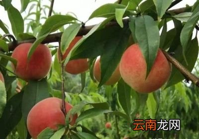 有哪些不错的桃子品种推荐