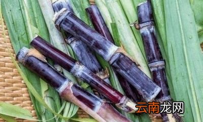 怎么挑选好的甘蔗