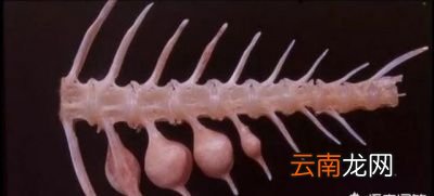 出现这种“骨头”的带鱼是养殖的吗