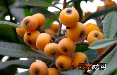 化痰止咳吃什么好