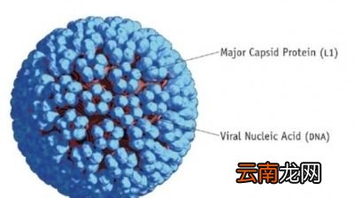 接种宫颈癌疫苗的程序是怎样的