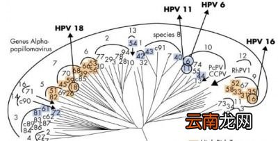 接种宫颈癌疫苗的程序是怎样的