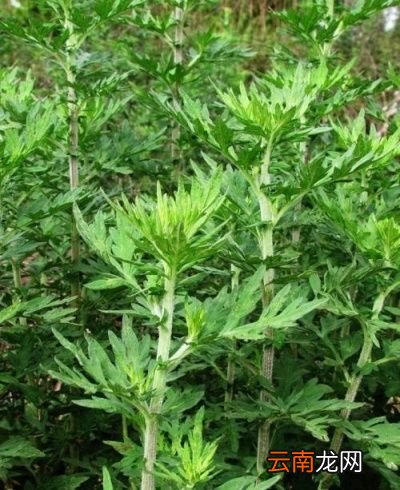 艾草到底怎样识别
