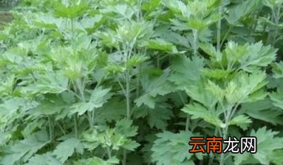 艾草到底怎样识别