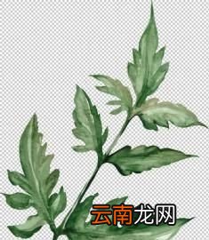 艾草到底怎样识别