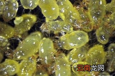 脸上有螨虫应该怎么除螨呢