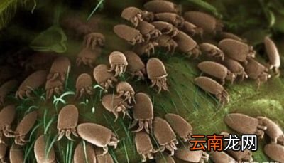 辨别脸上螨虫的4种方法