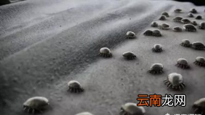 辨别脸上螨虫的4种方法
