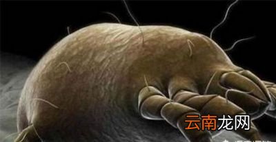 一招判断出脸上是否有螨虫