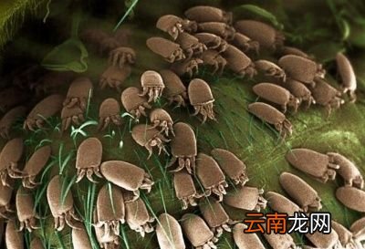 螨虫是什么对人体有什么危害吗