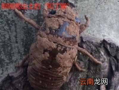 在口感上来说还是带壳的幼虫蝉好一点