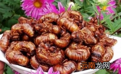 在口感上来说还是带壳的幼虫蝉好一点