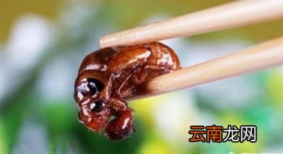在口感上来说还是带壳的幼虫蝉好一点