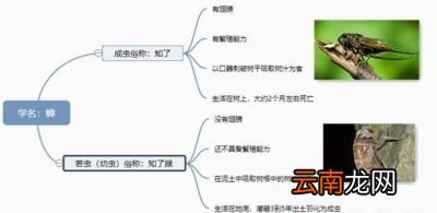在口感上来说还是带壳的幼虫蝉好一点