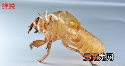 在口感上来说还是带壳的幼虫蝉好一点