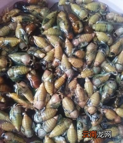 知了猴是变出来的好吃还是没变的好吃
