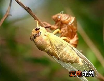 知了猴是变出来的好吃还是没变的好吃