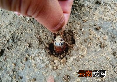 知了猴是变出来的好吃还是没变的好吃