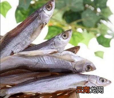 白条鱼养殖注意事项