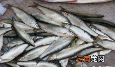 白条鱼养殖注意事项