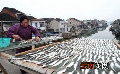 白条鱼是否值得养殖