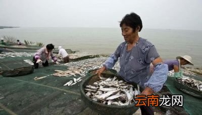白条鱼是否值得养殖