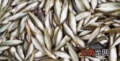 养殖白条鱼需要什么条件