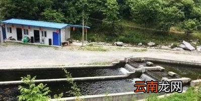 养殖白条鱼需要什么条件